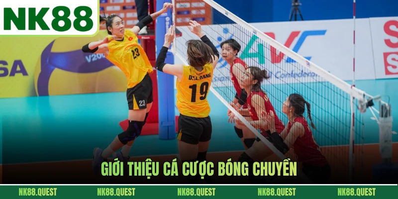 cược bóng chuyền là gì - Image 4