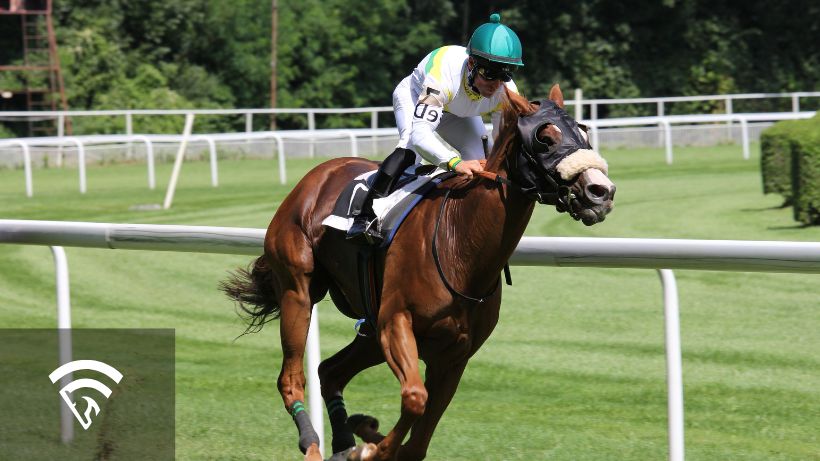 horse racing handicap là gì - Image 3