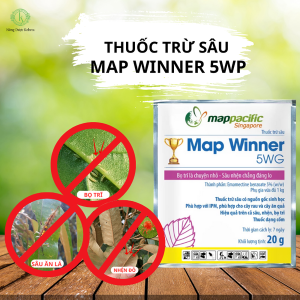 map winner là gì